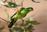 Red-winged Parrot